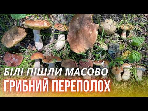 Видео: Грибний бум! Білі один за одним. Рівненська область, Сарненський район.