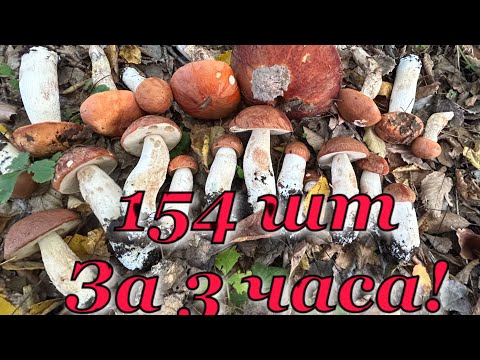 Видео: 154 Подосиновика за 3 часа! Подосиновик Бурый,Подосиновик Белоножковый,Подосиновик Разноцветный!