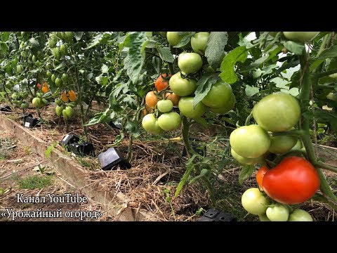 Видео: УСПЕЙТЕ СДЕЛАТЬ ЭТО С ТОМАТАМИ В ИЮЛЕ!!!