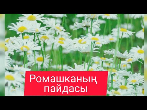 Видео: РОМАШКА. РОМАШКАНЫҢ ПАЙДАСЫ