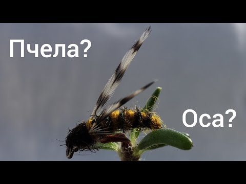 Видео: Мушка на крупного хариуса "ОСА"-"ПЧЕЛА", собирательный обаз. A fly on a large grayling.Wasp Fly.