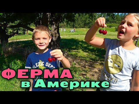 Видео: Собираем черешню и клубнику в Америке/ Тур по американской ферме / Попали в зоопарк😃