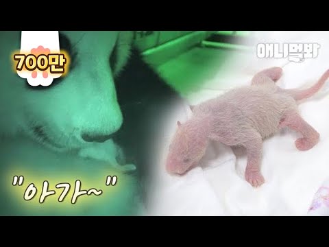 Видео: Первое, что сделала мама-панда после родов, - это ... * трогательно *