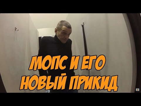 Видео: Мопс заехал в новое пальто или Мопс засветил Настю!!!