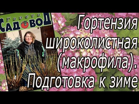 Видео: Гортензия широколистная (макрофила). Подготовка к зиме