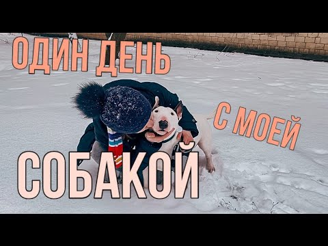 Видео: ОДИН ДЕНЬ С МОЕЙ СОБАКОЙ / Жизнь БУЛЬТЕРЬЕРА