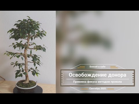 Видео: Прививка фикуса проколом - снятие растения донора.
