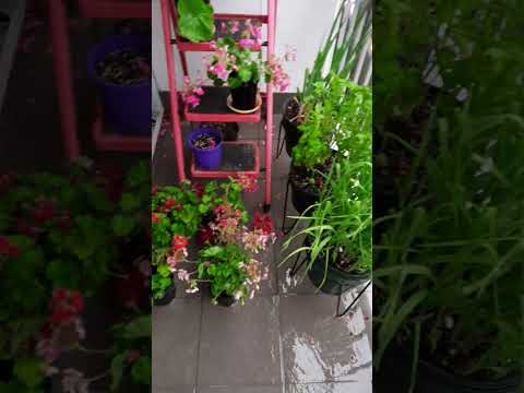 Видео: Ужас какой ливень целый день!