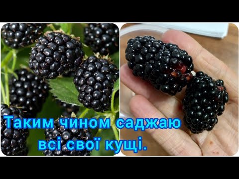 Видео: Ремонтантна ОЖИНА БЛЕК МЕДЖИК🫐посадка,розмноження#ожина#ожинаблекмеджик#розмноженяожини#яксадитикущі