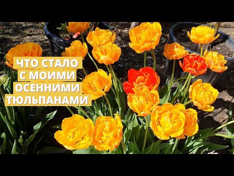 Видео: Как выглядят тюльпаны весной, которые я быстро сажала осенью