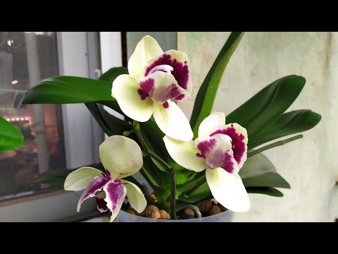 Видео: Как омолодить фаленопсис Альбуфера Пелорик. Как получить детку орхидеи. Отделяем детку от орхидеи. 