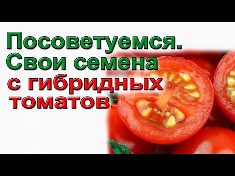 Видео: Гибриды F1, F2. Сбор семян с гибридных томатов.