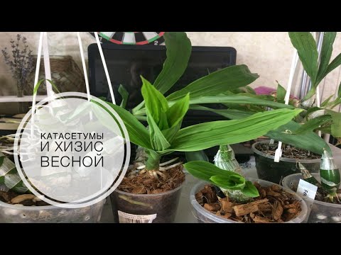Видео: Катасетумы и хизис весной : уход и рост после зимовки