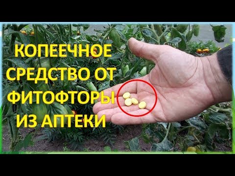Видео: За ВОСЕМЬ рублей обработал от болезней ДВЕ теплицы с огурцами и томатами фитофторы не будет #garden
