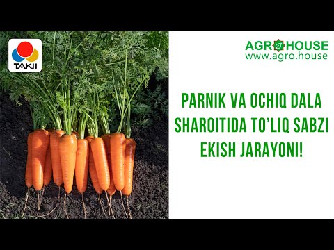 Видео: Parnik va ochiq dala sharoitida to'liq sabzi ekish jarayoni! #sabzi #сабзи #морковь #shorts