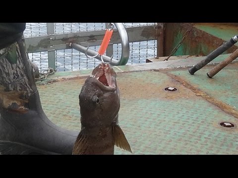 Видео: 2016 Дальние Зеленцы, август