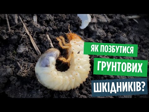 Видео: Осінній наступ шкідників! Як позбутися медведки, хруща та дротяника перед зимою