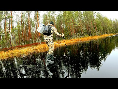 Видео: ПЕРВЫЙ ЛЁД 2024 - 2025. ОПАСНОЕ ТАЁЖНОЕ ОЗЕРО. НАШЁЛ ЯГОДЫ И ГРИБЫ ТАКОГО НЕ ОЖИДАЛ.