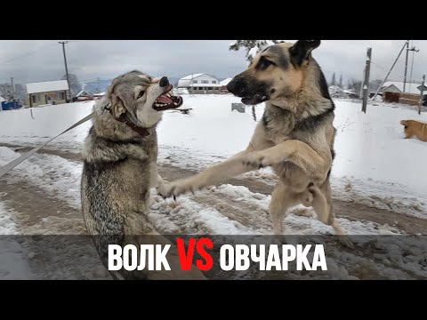 Видео: Волк VS Овчарка. На прогулке Восточник атакует волчицу, но он не ожидал такого отпора !