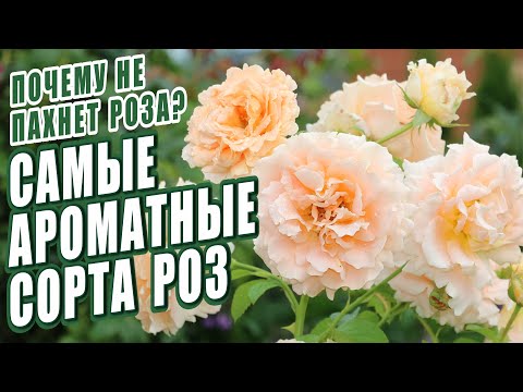 Видео: САМЫЕ АРОМАТНЫЕ РОЗЫ. ПОЧЕМУ НЕ ПАХНЕТ РОЗА? ОТВЕТ ЗДЕСЬ! РОЗЫ В САДУ