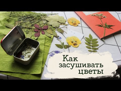 Видео: Где взять сухоцветы? | Masherisha