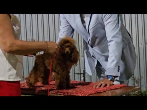 Видео: Ночные🔥выставки всех пород собак РКФ Симферополь 30-31 августа 2025Питомник Кастропуло #Крым