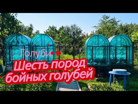 Видео: Несколько пород бойных голубей (В гостях)