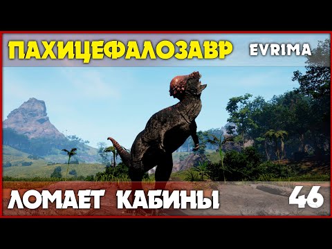 Видео: Пахицефалозавр - динозавр, который ломает лица [The Isle Evrima] #46