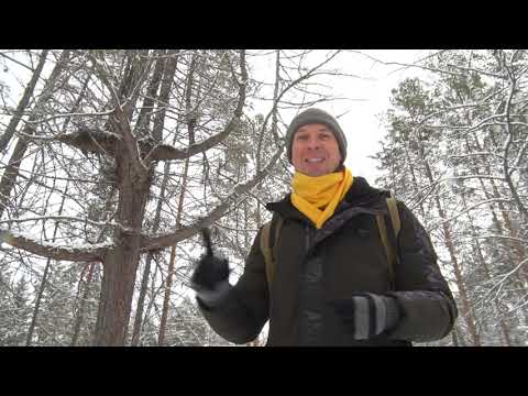 Видео: Если дома не сидится. Оленьи Ручьи. 17.11.2022