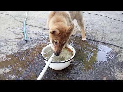 Видео: Развитие щенка ЗСЛ по кличке Нанук с рождения и до 5 месяцев. (нарезка)