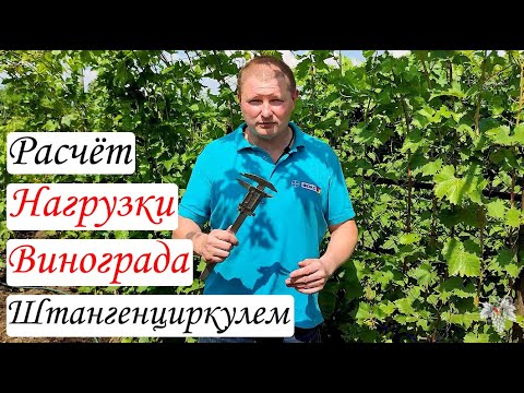 Видео: КАК Рассчитать НАГРУЗКУ ВИНОГРАДНОГО КУСТА с Помощью ШТАНГЕНЦИРКУЛЯ
