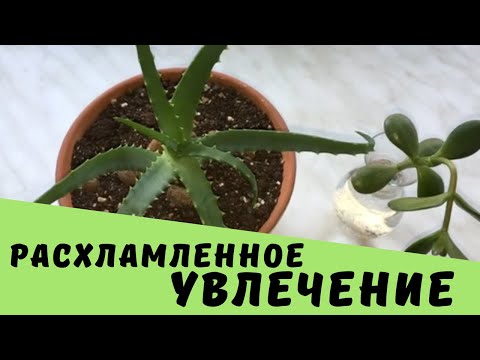 Видео: Нерасхламленные вещи пригодились ! ➤ Цветочный горшок для новых питомцев || Ирина Лаванда