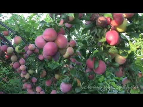 Видео: Алыча КУБАНСКАЯ КОМЕТА