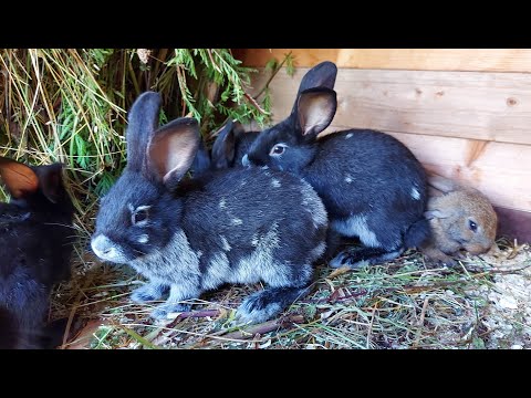 Видео: ОБЗОР ВСЕХ КРОЛИКОВ🐰🐇ДЕРЕВНЯ⛪ГЕРМАНИЯ