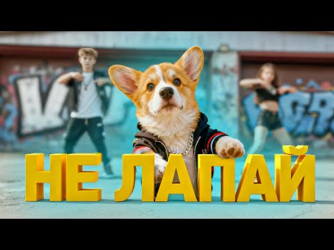 Видео: Корги Пряник - А ТЫ МЕНЯ НЕ ЛАПАЙ! (Official music video) МОЙ ПЕРВЫЙ КЛИП!!
