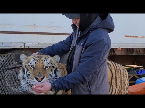 Видео: Реакция тигра Астона на незнакомого человека /Tiger Aston's reaction an unknown person