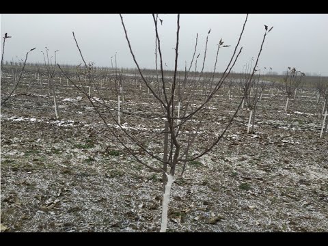 Видео: Обрезка яблони 3 года. Веретено на подвое ММ106 и 54 118. Исправляем крону на проблемных деревьях.