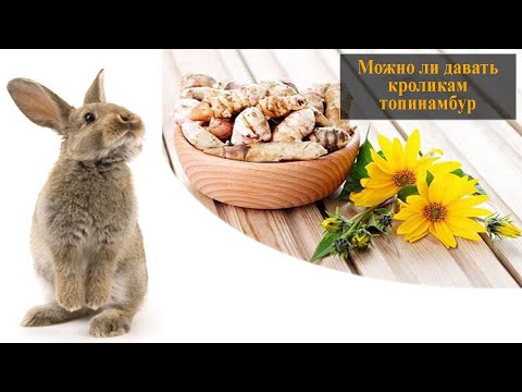 Видео: Можно ли давать кроликам топинамбур
