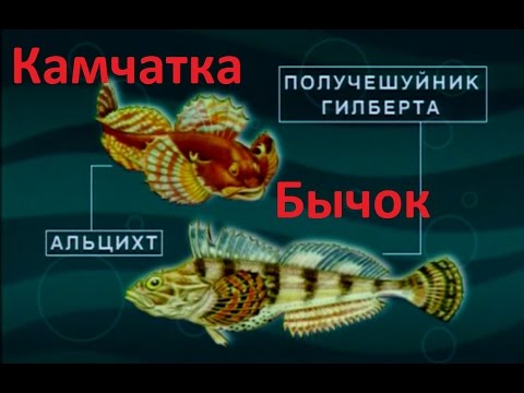Видео: Диалоги о рыбалке -   110 - Тихий океан, Камчатка, Бычок океанический