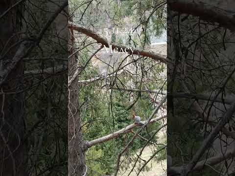 Видео: #алматы #алматы2024 #медео #медеу #белка #sorts #Squirrel