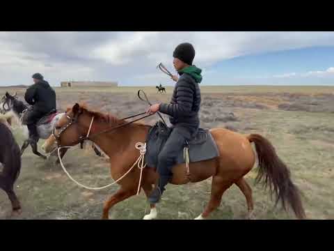 Видео: Конный поход, день пятый ( вторая ферма Октябрьский п. Юста - Эрдниевский 20км