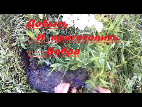 Видео: Охота на бобра с блочным луком Приготовить бобра.