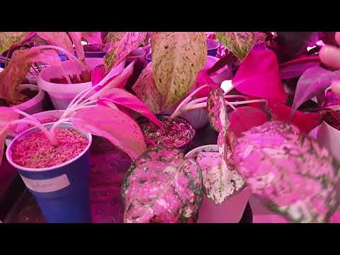 Видео: Восстановление тургора. Увядшая листва.  The Withering of Leaves.