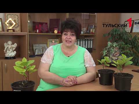 Видео: Китайский лимонник
