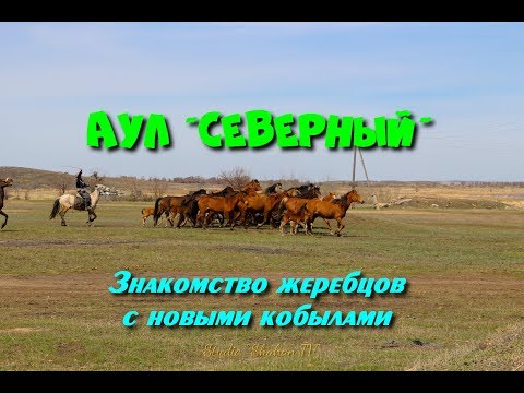 Видео: Аул Северный Знакомство жеребцов с новыми кобылами