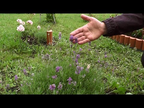 Видео: Лаванда – выращивание от посева до цветения