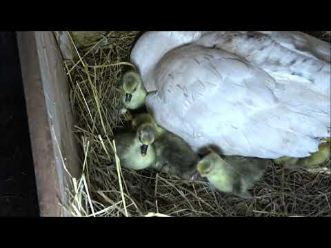 Видео: ГУСЯТА   Гусыни Наседки. ДЕРЕВНЯ.