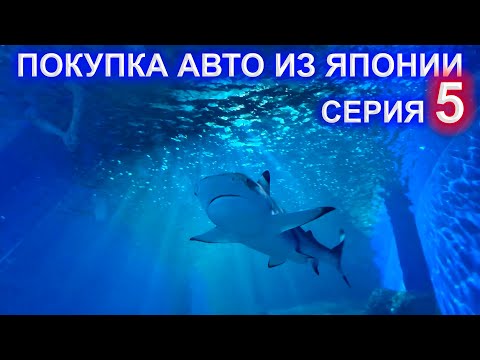 Видео: Покупка авто из Японии 5 серия - Приморский океанариум, сходили на пляж бухты Ахлëстышева