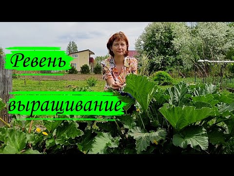 Видео: Ревень. Выращивание.