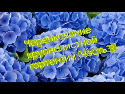Видео: ЧЕРЕНКОВАНИЕ ГОРТЕНЗИИ. МАСТЕР -КЛАСС. Урок № 3